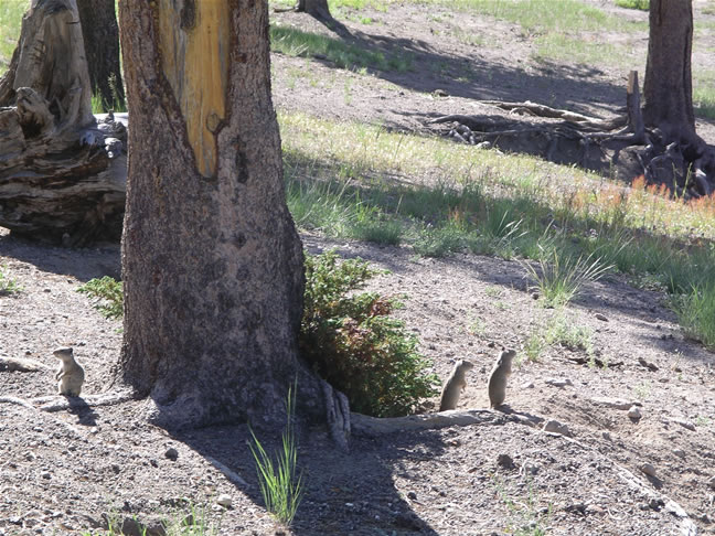 images/A-Pika in the Campingground (1).jpg